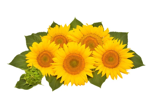 Flower Arrangement Sunflower Bouquet Leaves Open Closed Isolated White Background — Stock Photo, Image