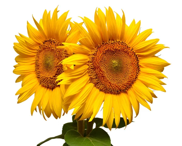 Zwei Sonnenblumen Isoliert Auf Weißem Hintergrund Blumenstrauß Die Samen Und — Stockfoto