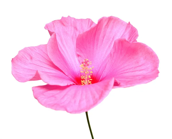 Flor Hibisco Rosa Isolada Sobre Fundo Branco Deitado Plano Vista — Fotografia de Stock