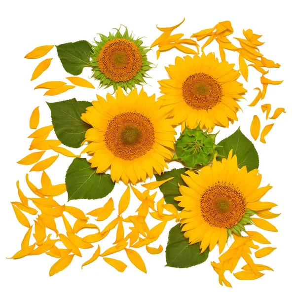 Sonnenblumenblüten Blätter Und Blütenblätter Isoliert Auf Weißem Hintergrund Kreative Idee — Stockfoto