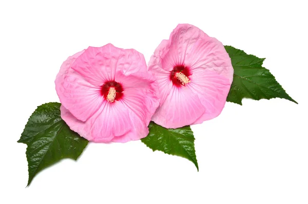 Růžové Květy Ibišku Ieaf Izolované Bílém Pozadí Plochá Ležel Horní — Stock fotografie