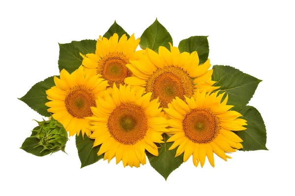 Blumenarrangement Sonnenblumenstrauß Mit Blättern Isoliert Auf Weißem Hintergrund Landwirtschaft Landwirt — Stockfoto