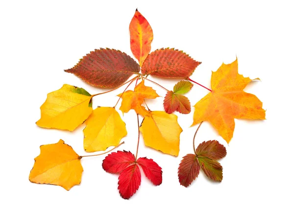 Beautiful Autumn Composition Leaves Maple Strawberry Hornbeam Birch Isolated White Stock Picture