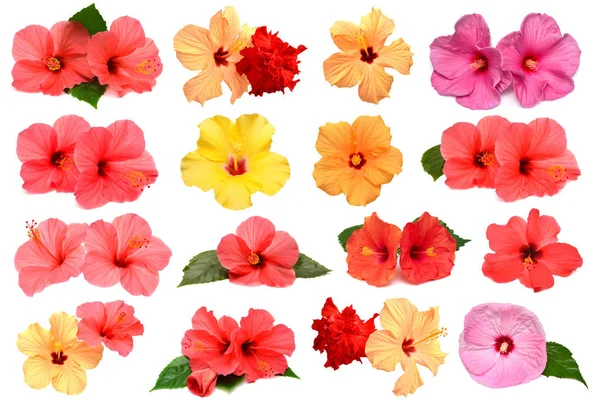 Rosa de jamaica fotos de stock, imágenes de Rosa de jamaica sin royalties | Depositphotos Rosa de jamaica fotos de stock, imágenes de Rosa de jamaica sin royalties | Depositphotos