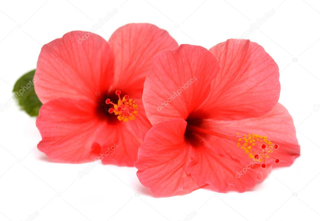 Pink hibiscus flowers with ieaf isolated on white background. Flat lay, top view
