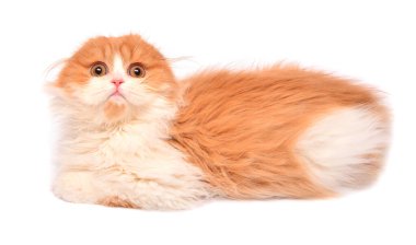 Güzel kızıl saçlı kedi yavrusu beyaz arka planda izole bir şekilde yatıyor. İskoç kedisi