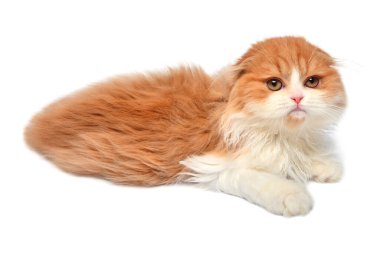 Güzel kızıl saçlı kedi yavrusu beyaz arka planda izole bir şekilde yatıyor. İskoç kedisi