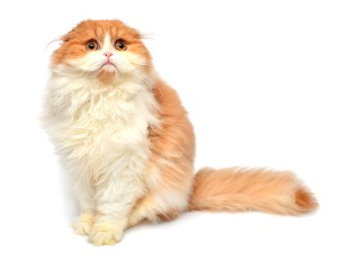 Güzel kızıl saçlı kedi yavrusu beyaz arka planda izole bir şekilde yatıyor. İskoç kedisi