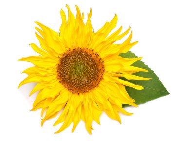 Ayçiçeği başı beyaz arka planda izole edilmiş. Güneş sembolü. Çiçekler sarı, tarım. Tohumlar ve yağ