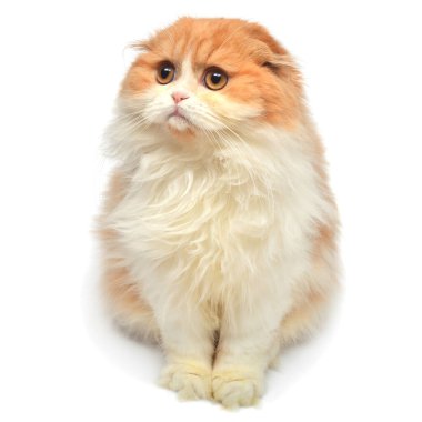 Güzel kızıl saçlı kedi yavrusu beyaz arka planda izole bir şekilde yatıyor. İskoç kedisi