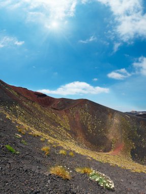 Çiçek ve bitki yaz güneşli Etna Yanardağı Dağı'nda krater, Sicilya, İtalya. Üç atış dikiş dikey görüntü.