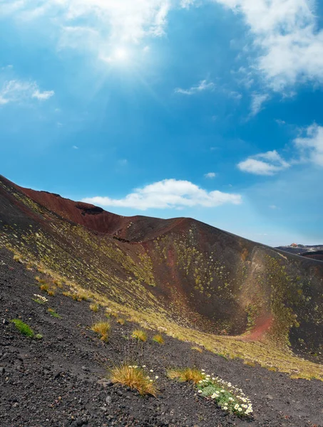 Flowers Plants Summer Sunshiny Etna Volcano Mountain Craters Sicily Italy — Stock Photo, Image