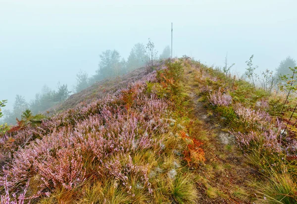 Frühen Morgen Tautropfen Auf Wilde Berggraswiese Mit Wilden Fliederheideblüten Und — Stockfoto