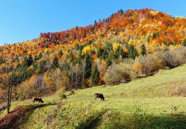 Podzim Karpatské Hory Krajina Vícebarevné Žluto Oranžovo Červeno Hnědé Stromy — Stock fotografie
