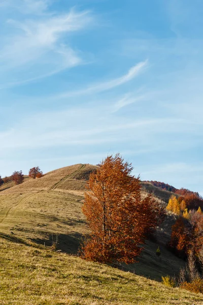 斜面や丘の上 ラホフ ザカルパト ウクライナに歩道に色とりどりの木がある秋カルパティア山脈の景色 — ストック写真