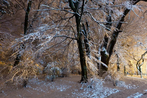 Vackra Stora Snötäckta Träd Vinternatten Belysta Parken Ivan Franko Lviv — Stockfoto