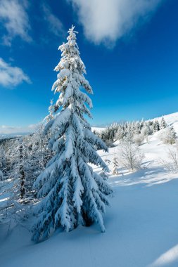 Kış sakin dağ manzarası güzel süs ağaçları ve snowdrifts yamaç (Karpat Dağları, Ukrayna)