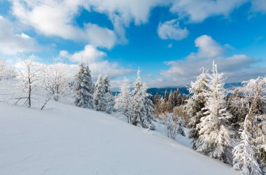 Kış sakin dağ manzarası güzel süs ağaçları ve snowdrifts yamaç (Karpat Dağları, Ukrayna)