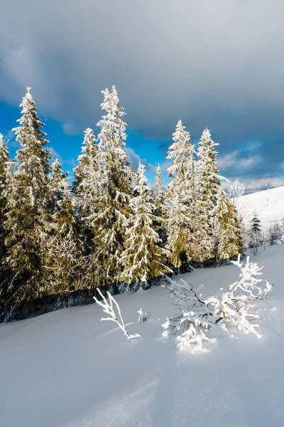 Téli Nyugodt Hegyi Táj Gyönyörű Fagyosan Fák Snowdrifts Lejtőn Kárpátok — Stock Fotó