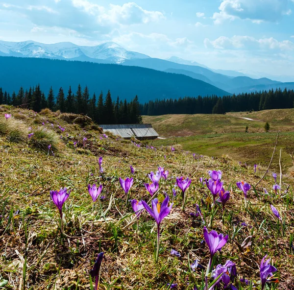 Πολύχρωμα Άνθηση Μωβ Κρόκου Heuffelianus Crocus Vernus Των Άλπεων Λουλούδια — Φωτογραφία Αρχείου