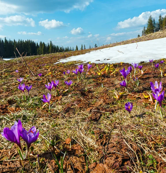Barevné Kvetoucí Fialové Crocus Heuffelianus Crocus Natálie Alpské Květiny Jaře — Stock fotografie