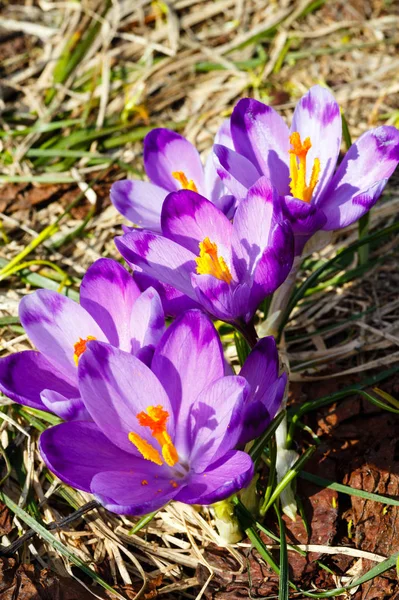 Floraison Colorée Violet Violet Crocus Heuffelianus Crocus Vernus Fleurs Alpines — Photo