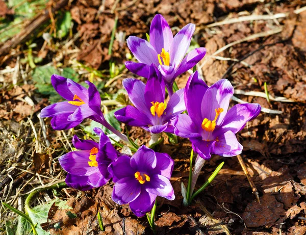 Färgstarka Blommande Purple Violett Krokus Heuffelianus Crocus Vernus Alpina Blommor — Stockfoto