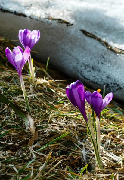 Colorata Fioritura Viola Violetta Crocus Heuffelianus Crocus Vernus Fiori Alpini — Foto Stock