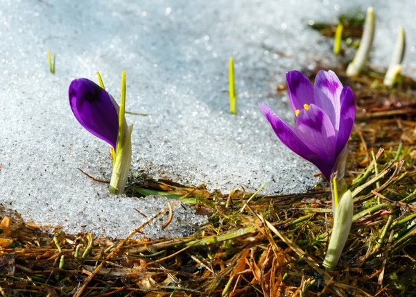 Floración Colorida Violeta Púrpura Crocus Heuffelianus Crocus Vernus Flores Alpinas — Foto de Stock