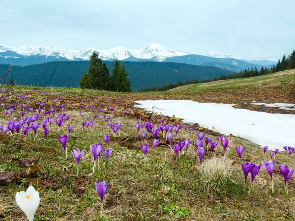 Bunt Blühende Lila Krokus Heuffelianus Krocus Vernus Alpenblumen Auf Frühling — Stockfoto