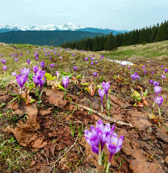 Цветущие Цветущие Фиолетовые Цветы Crocus Heuffelianus Crocus Vernus Весеннем Карпатском — стоковое фото