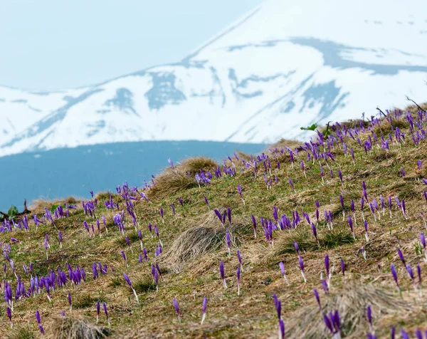 Blühende Geschlossene Lila Violette Krokus Heuffelianus Krocus Vernus Blüht Frühling — Stockfoto