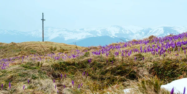 Розквіт Закриті Purple Фіолетовий Крокус Heuffelianus Крокус Повернуся Квіти Рано — стокове фото