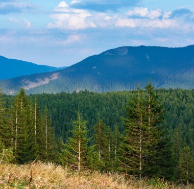 Yabani ahududu çalılar ve dağ yamacında çam ormanı ile yaz Karpatlar dağ çimenli Vadisi. Ihrovets Dağı, Gorgany, Ukrayna.