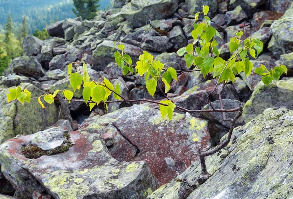 Small birch tree grows up on stone on slide-rocks scree of Ihrovets mount, Carpathian mountain, Ukraine.