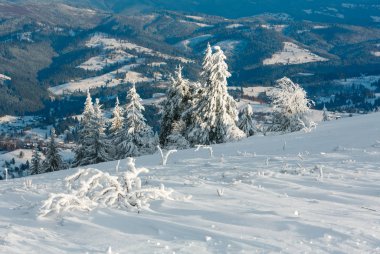 Dağ manzarası güzel süs ağaçları ve snowdrifts yamaç (Karpat Dağları, Ukrayna ile akşam kış sakin)