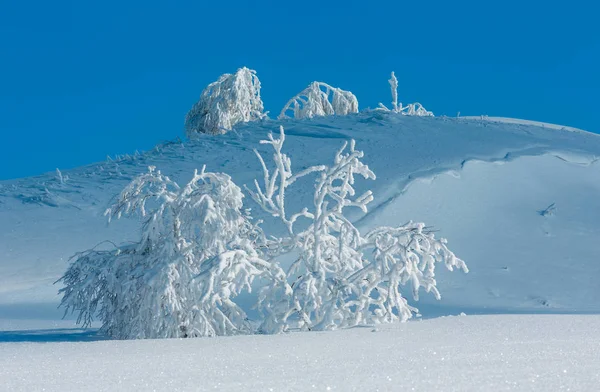 Invierno Tranquilo Paisaje Montaña Con Hermosos Árboles Glaseado Ventisqueros Pendiente — Foto de Stock