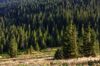 Yabani ahududu çalılar ve dağ yamacında çam ormanı ile yaz Karpatlar dağ çimenli Vadisi. Ihrovets Dağı, Gorgany, Ukrayna.