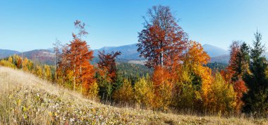 (İle renkli ağaçlar) sabah sonbahar yamaçları Karpat Dağları panoraması (Yablunytskyj Pass, Ivano-Frankivsk oblast, Ukraine). Gorgany sıradağları üzerinde göster.