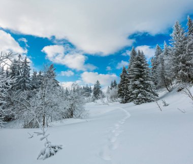 Kış sakin dağ manzarası güzel süs ağaçları ve snowdrifts aracılığıyla patika yolda dağ yamacı (Karpat Dağları, Ukrayna)