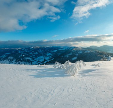 Dağ manzarası güzel süs ağaçları ve snowdrifts yamaç (Karpat Dağları, Ukrayna ile akşam kış sakin)