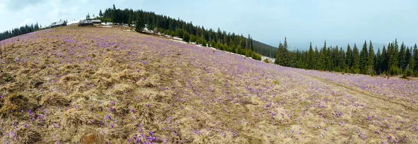 Цветущие Цветущие Фиолетовые Фиолетовые Цветы Crocus Heuffelianus Crocus Vernus Весеннем — стоковое фото