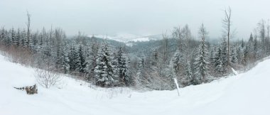 Sabah erken kış dağ panorama çam ağaçları buzlanma ile manzara ve spor Bukovel tatil köyü uzak (Karpat Dağları, Ukrayna) kayak. Bazı blizzard ile rüzgarlı kötü hava bulutlu.