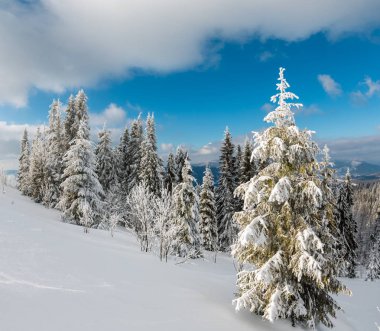 Kış sakin dağ manzarası güzel süs ağaçları ve snowdrifts yamaç (Karpat Dağları, Ukrayna)