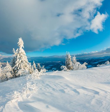 Dağ manzarası güzel süs ağaçları ve snowdrifts yamaç (Karpat Dağları, Ukrayna ile akşam kış sakin)