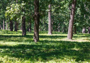 Meşe ağaçları grove yaz yeşil çayır çimen parkta bir varoş mahallesinde
