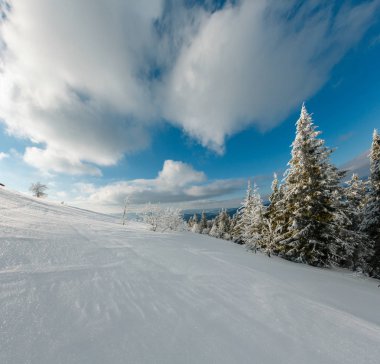 Kış sakin dağ manzarası güzel süs ağaçları ve snowdrifts yamaç (Karpat Dağları, Ukrayna). Üç atış dikiş yüksek çözünürlüklü görüntü.
