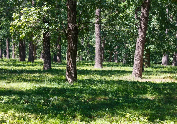 Dębów Grove Podmiejskiej Dzielnicy Lato Łąka Zielony Trawiasty Park — Zdjęcie stockowe