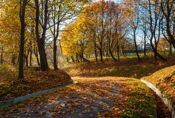 日当たりの良い公園の秋の黄色のカエデの木 — ストック写真