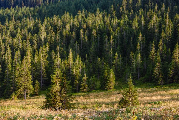 Verano Cárpatos Montaña Valle Herboso Con Arbustos Frambuesas Silvestres Bosque — Foto de Stock